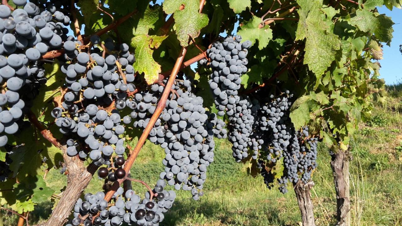 Agriturismo Casa Delle Rose Winery Ruttàrs Εξωτερικό φωτογραφία